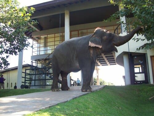 Внешний вид отеля Elephant Corridor